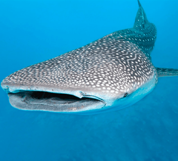 Maldives